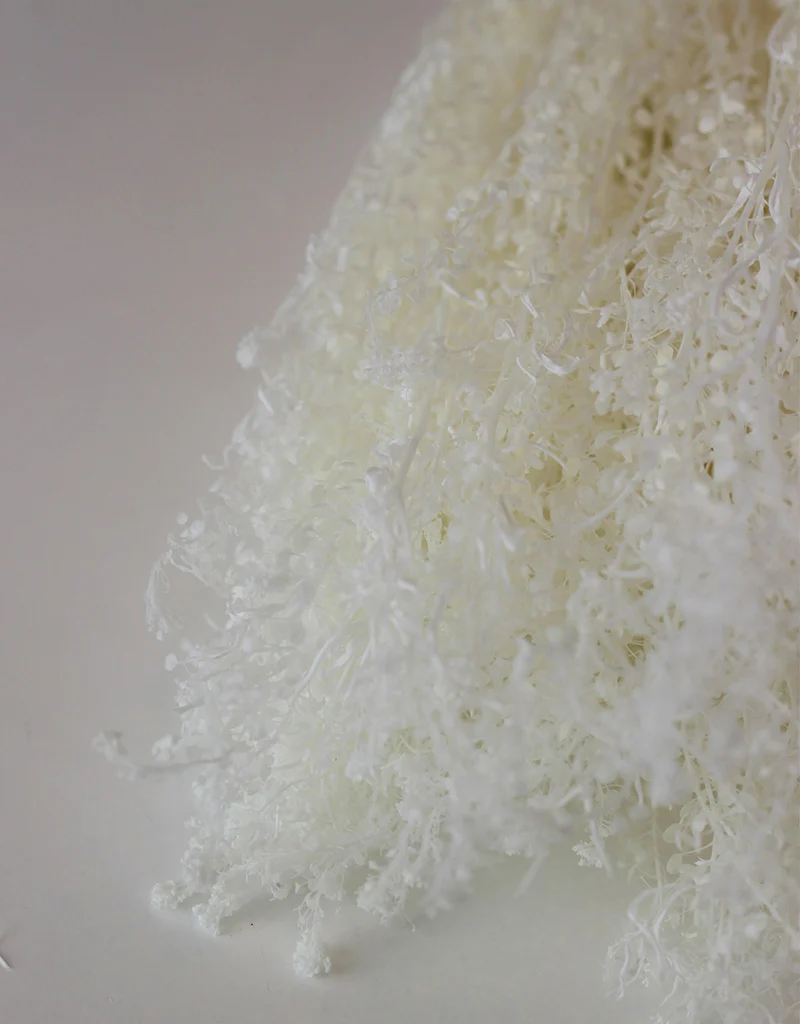Preserved Thlaspi - Bleached, 5 Stems, 70 cm - Image 2