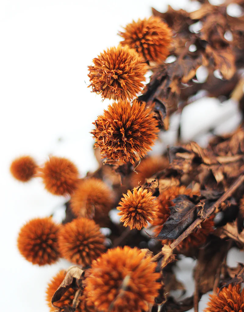 Preserved Thistle Echinops - Terracotta/Brown, 60 cm - Image 3