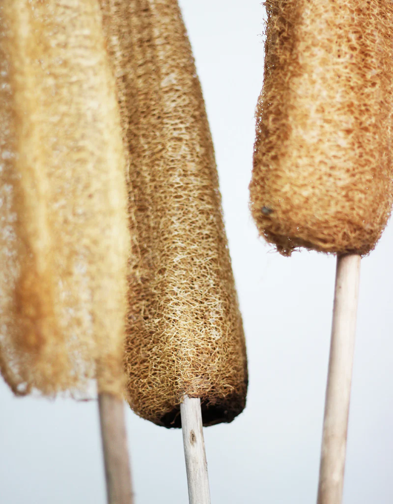 XL Dried Luffa (Loofah) Natural/Brown Flowers Bunch- 3 stems, 120cm - Image 2