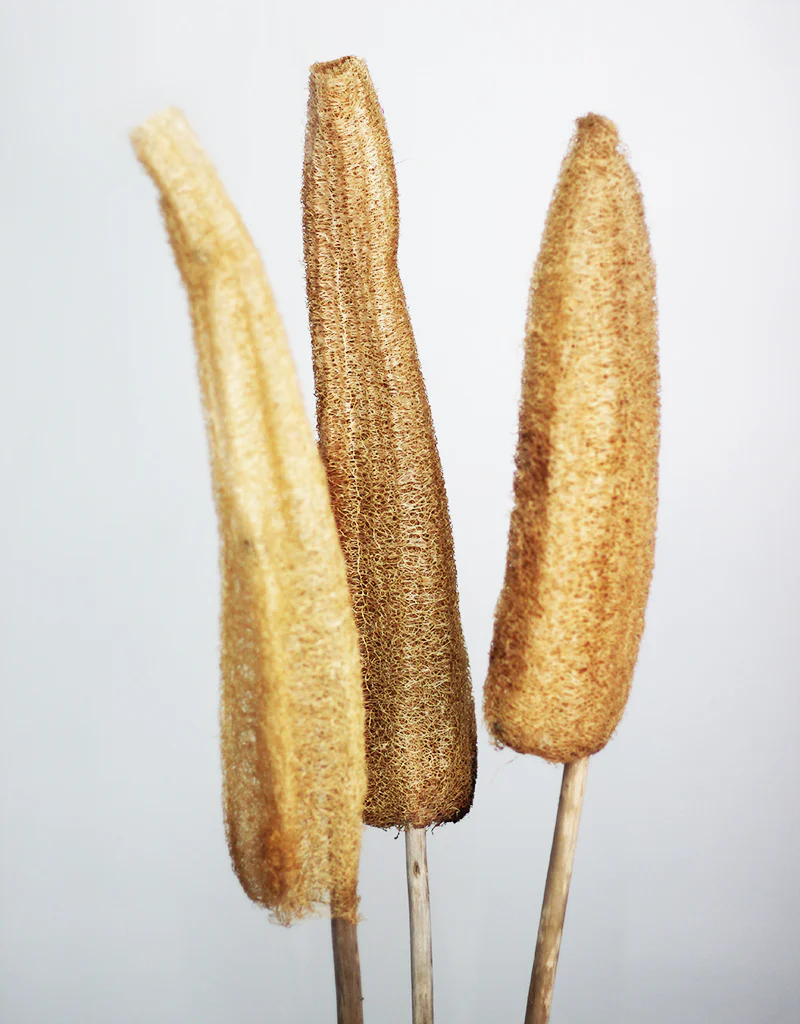 XL Dried Luffa (Loofah) Natural/Brown Flowers Bunch- 3 stems, 120cm - Image 3