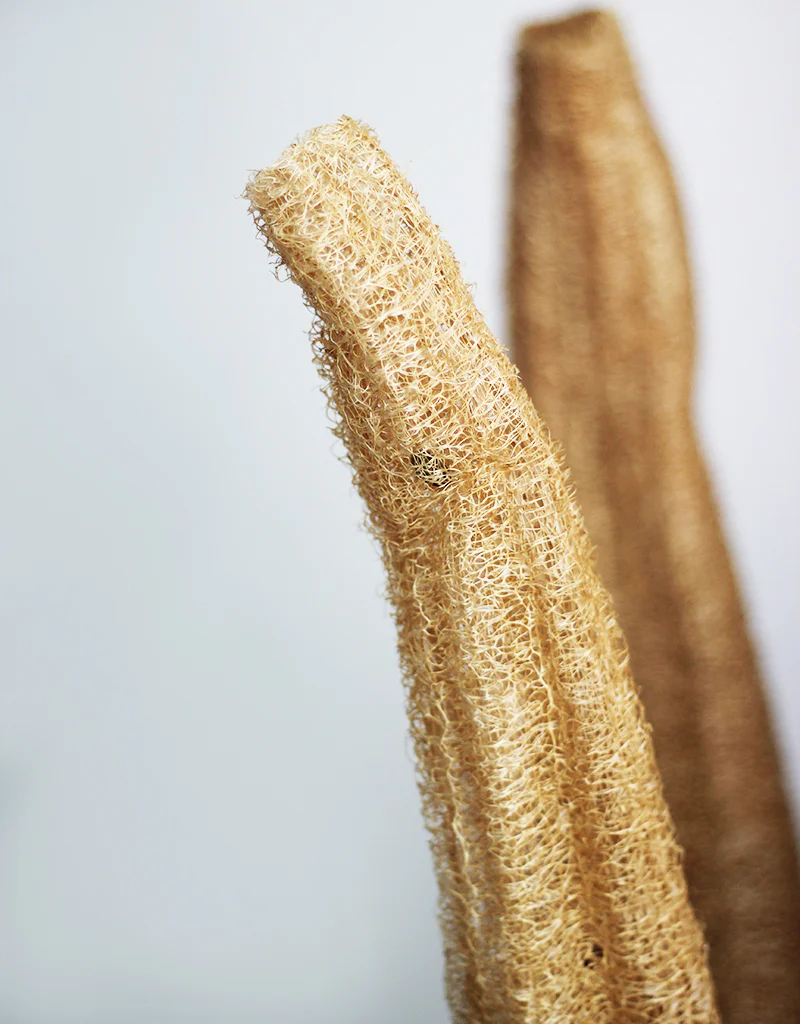 XL Dried Luffa (Loofah) Natural/Brown Flowers Bunch- 3 stems, 120cm - Image 4